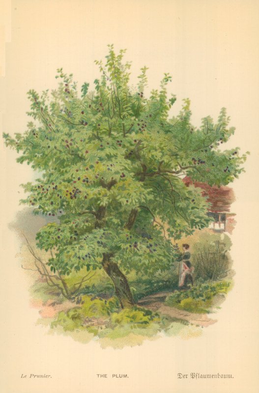 Blommen af William Henry James Boot