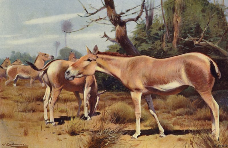 Asiatisk vildæsel af after Wilhelm Kuhnert