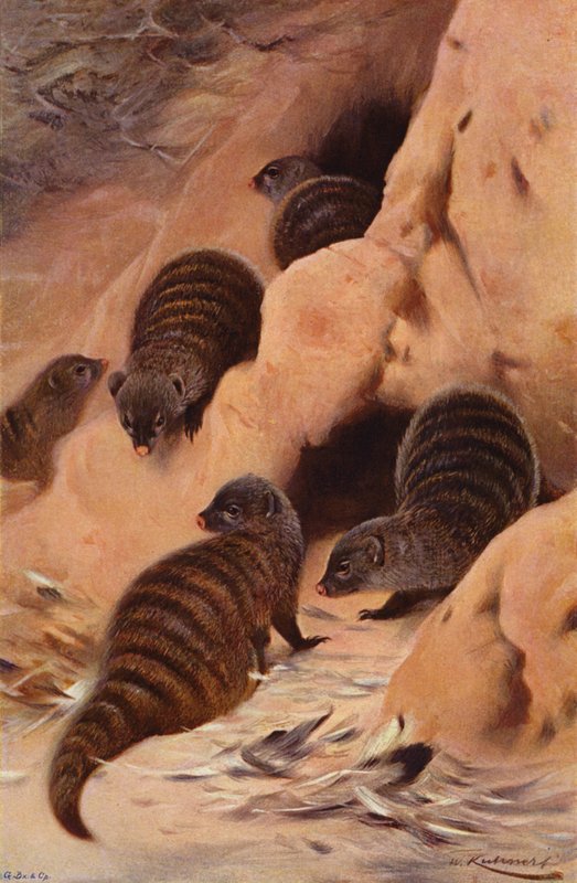 Banded Mongoose af after Wilhelm Kuhnert