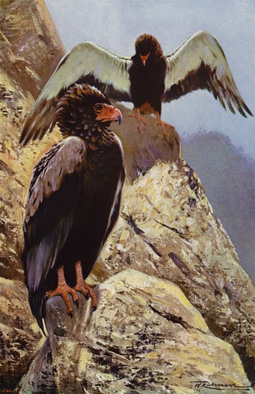 Bateleur Eagle af after Wilhelm Kuhnert
