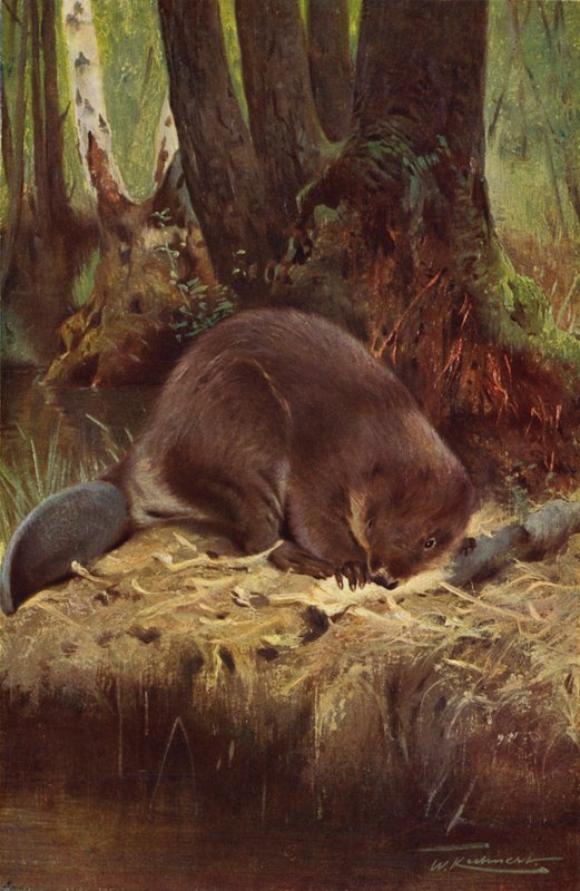 Bæver af after Wilhelm Kuhnert