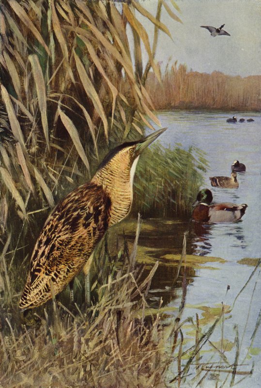 Bittern af after Wilhelm Kuhnert