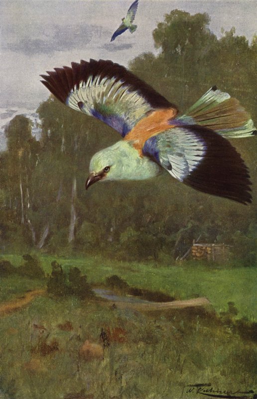 Blå rulle af after Wilhelm Kuhnert