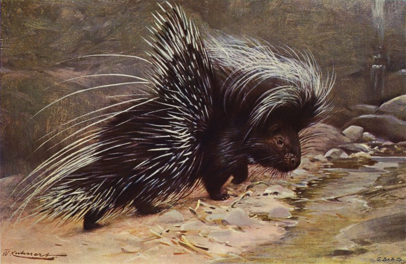 Kampindsvin af after Wilhelm Kuhnert
