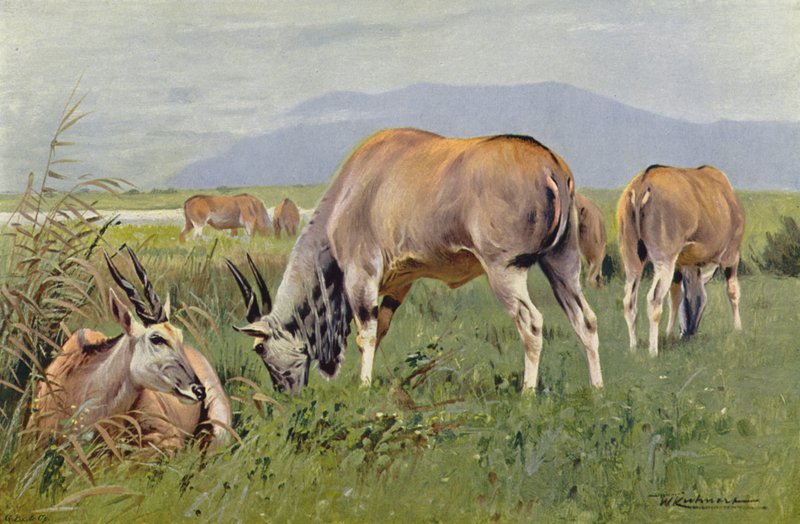 Eland af after Wilhelm Kuhnert
