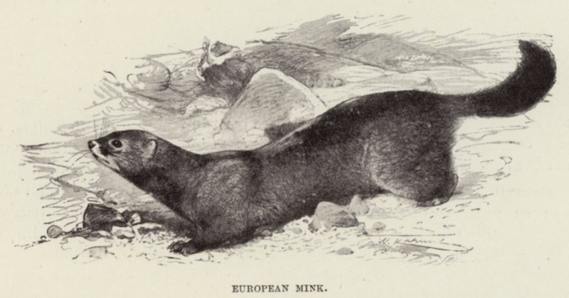 Europæisk mink af after Wilhelm Kuhnert