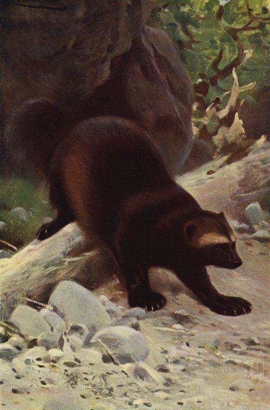 Glutton eller Wolverine af after Wilhelm Kuhnert