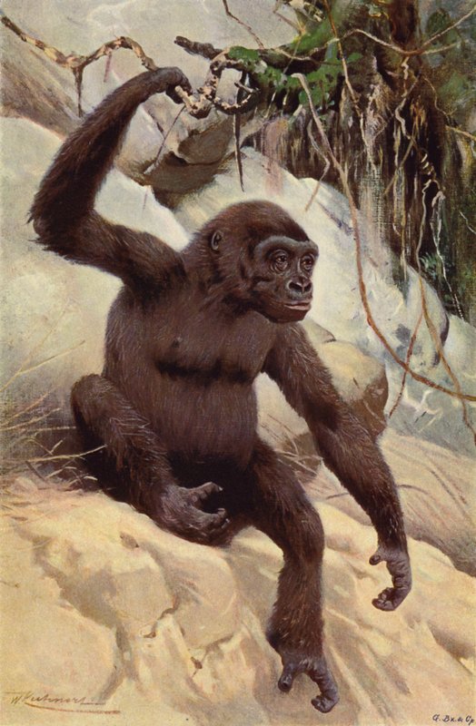 Gorilla af after Wilhelm Kuhnert