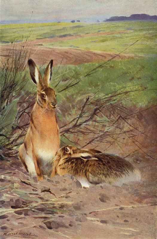 Hare af after Wilhelm Kuhnert