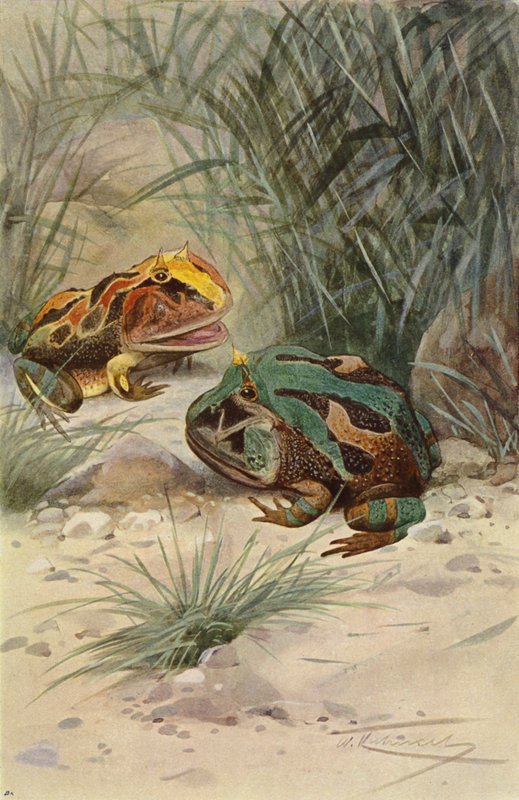 Hornet frø af after Wilhelm Kuhnert