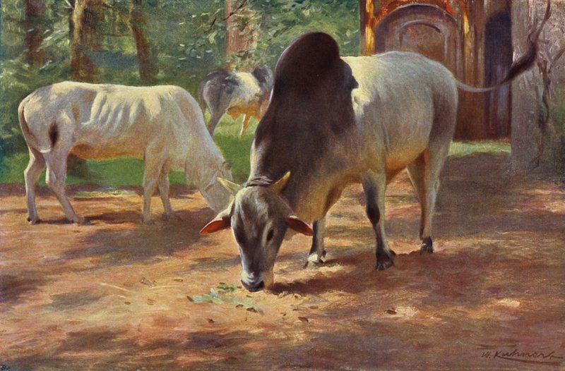Indisk pukkelkvæg af after Wilhelm Kuhnert
