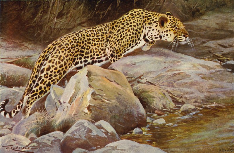 Leopard af after Wilhelm Kuhnert