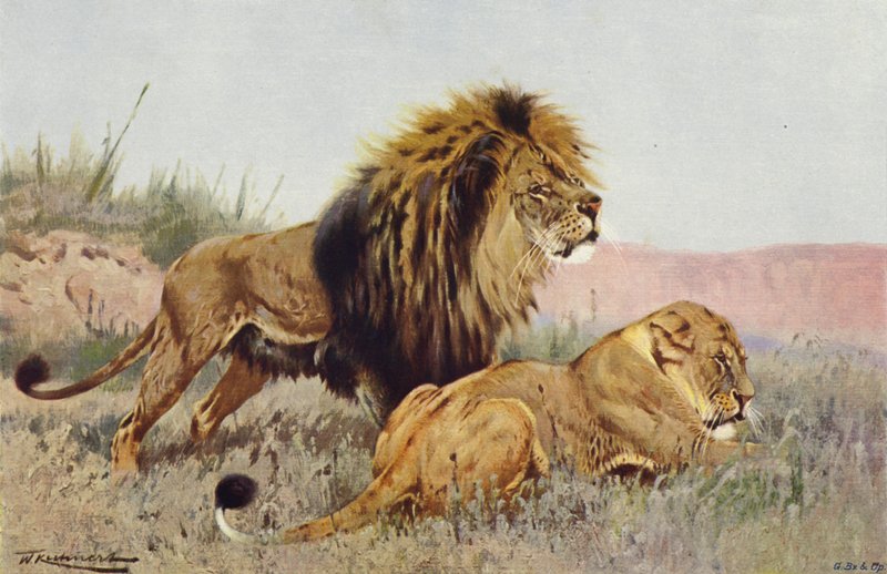 Løve og løvinde af after Wilhelm Kuhnert