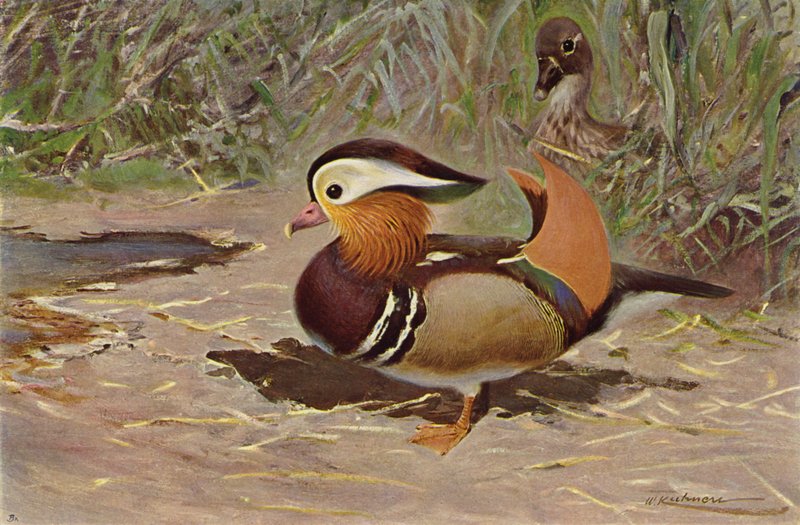 Mandarin and af after Wilhelm Kuhnert