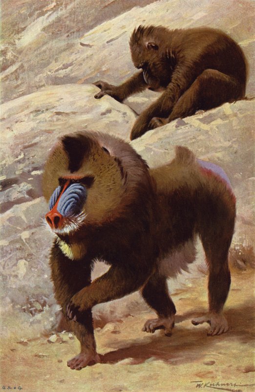 Mandrill af after Wilhelm Kuhnert