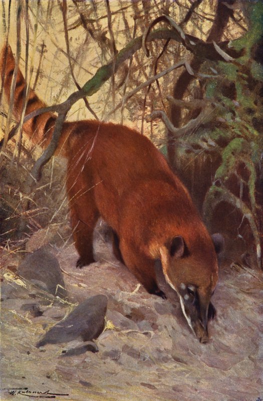 Rød Coati af after Wilhelm Kuhnert