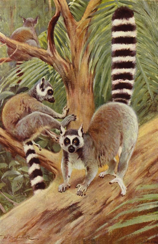 Ringhalelemur af after Wilhelm Kuhnert