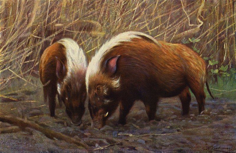 River-Hog af after Wilhelm Kuhnert