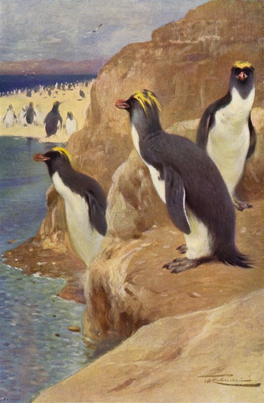 Rock Penguin af after Wilhelm Kuhnert