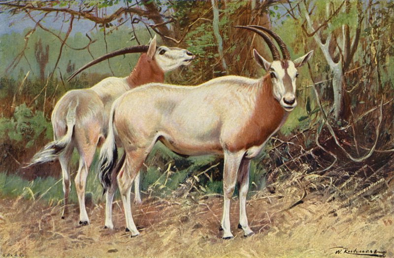 Sobel antilope af after Wilhelm Kuhnert
