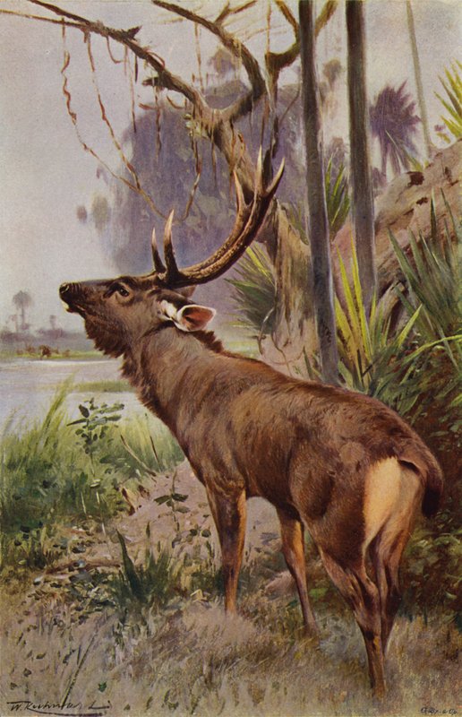 Sambar af after Wilhelm Kuhnert