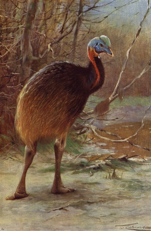 Enkelt-Wattled Kasuar af after Wilhelm Kuhnert