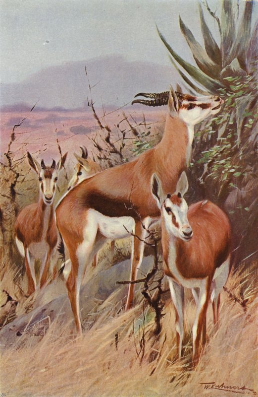 Springbok af after Wilhelm Kuhnert
