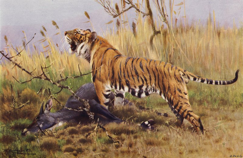 Tiger af after Wilhelm Kuhnert