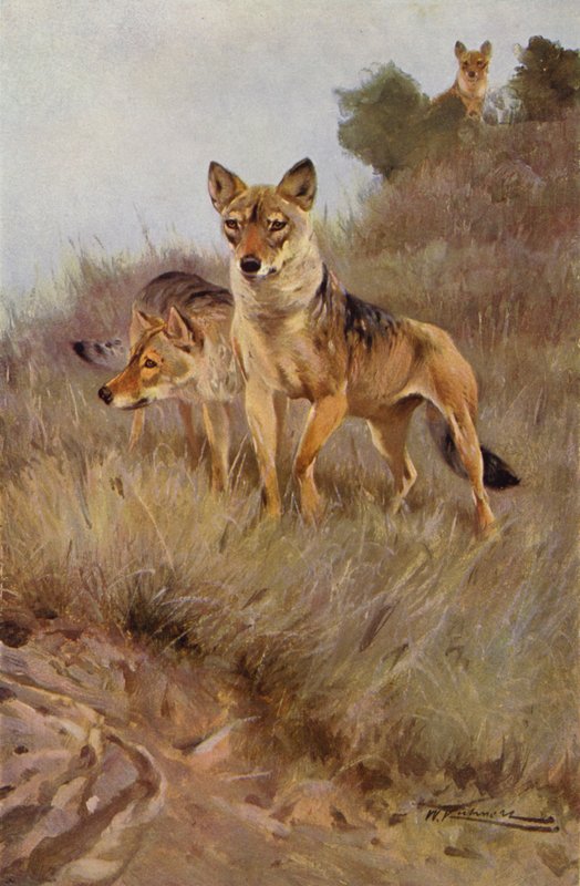 Ulv af after Wilhelm Kuhnert